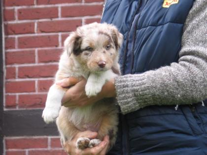 Amor ein red-merle Australian Shepherd Rüde/Welpe