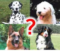 Hundeschule in Niedersachsen gesucht