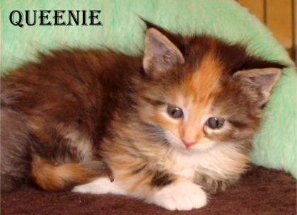 Maine Coon Babys