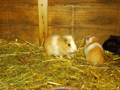 Meerschweinchen