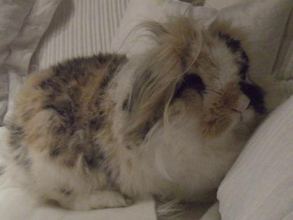 Wundervoller Angora - Widder Hase m