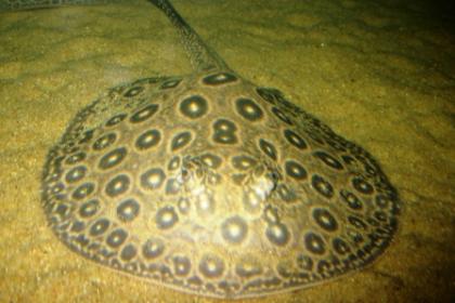 Potamotrygon pearl Perlrochen 15 cm RARITÄT