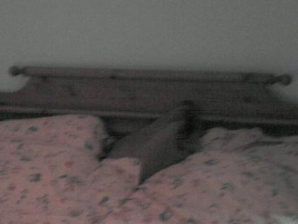 Doppelbett fichte