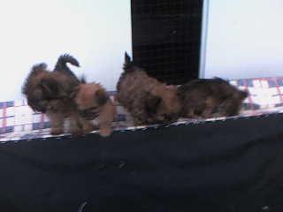 Malteser - Jack Russel - Mix - Welpen