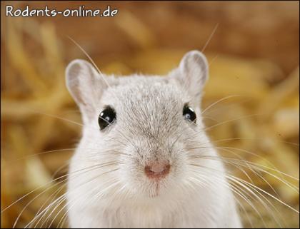 Bildschöne Rennmäuse aus Vereinszucht