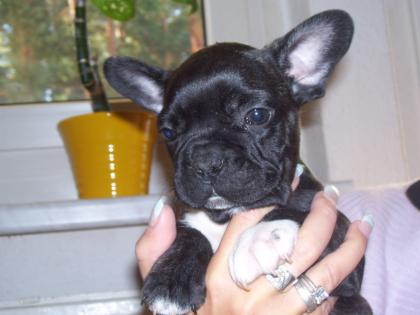 4 Reinrassige Franz. Bulldoggen mit Nase und Figur
