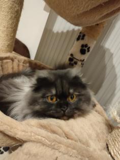 Einzelkind Perser Kitten