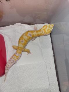 Leopardgecko 0. 1 white and Yellow Extreme Emerine 0. 1 Universe Leopardgecko