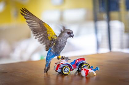 Papagei Rüppellpapagei Blausteißpapagei Poicephalus rüppelli geschl. beringt Herkunftsnachw.