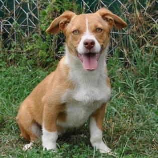 Kurt - ein perfekter Familienhund auch für Anfänger