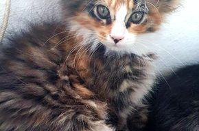 Maine Coon Ktten Wenona auf der suce nach Ihrem neuem frei Raum