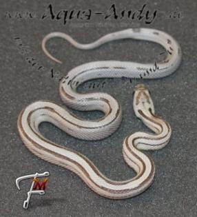 Superangebote des Monats November Kornnatter Pantherophis guttatus