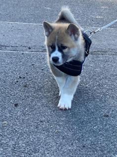Reinrassige Akita Inu Welpen