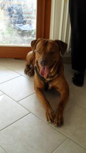 Odin american Bulldog Mix