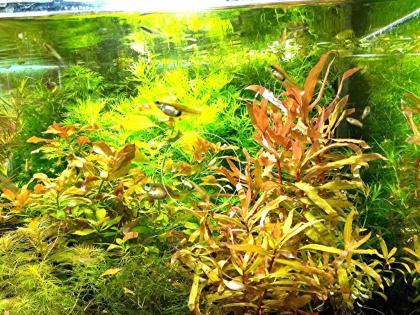 Cognacpflanze Bündel Aquariumpflanzen Versand/ Abholung