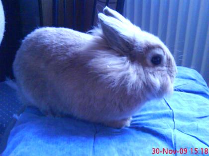 Süßer Löwenkopf hase