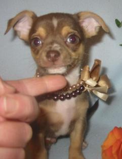 Chihuahua - Welpe in Schoko - Tan mit weiß aus deutscher Zucht