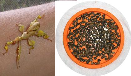 Extatosoma tiaratum - Grüner Beiger und Brauner Stamm