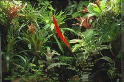 Ihr Terraristik-Fachhändler aus Thüringen