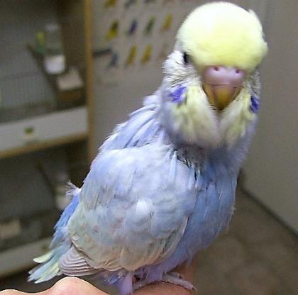 Nestjunge Handzahme Wellensittiche Rainbows Hellflügel Normale