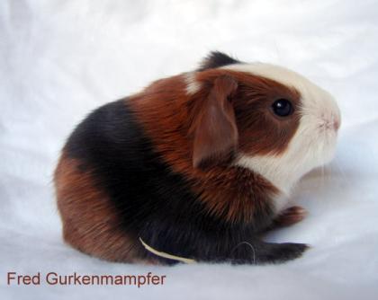 Rassemeerschweinchen aus dem Ruhrgebiet Sheltie Co in schoko-Varianten