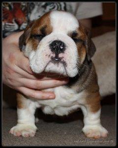 Wünderschöne perfekte englische Bulldogge-Welpen