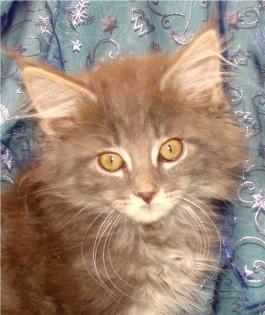 Maine Coon Babys