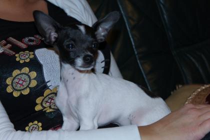 Chihuahua rüde zum DECKEN mit stammbaum