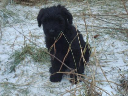 Briard-Welpen in noire schwarz