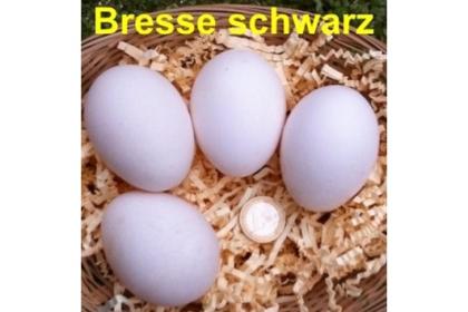 BRESSE schwarz Bruteier seltene Hühnerrasse