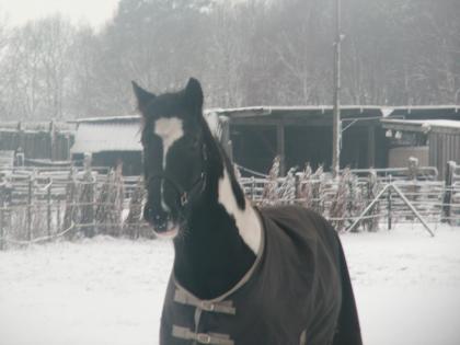 Brain Irish Cob Tinker Wallach 6J. 155cm kräftig gebaut