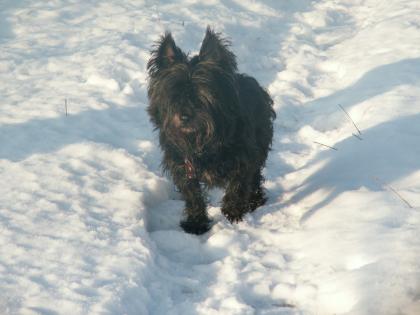 Graue Schnautzen suchen dringend Endplätze und/oder Pfelgestellen