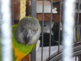 Mohrenkopfpapagei Hahn 8 Jahre alt nicht handzahm