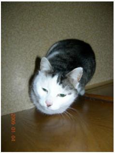 Pauli ca. 8 Jahre