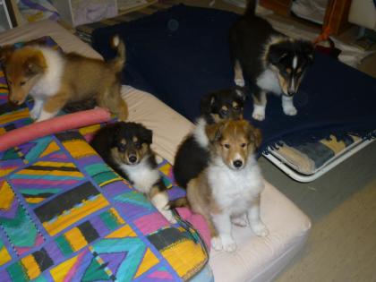 Colliewelpen 11Wo. alt