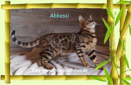 Bengal Kater Abbassi immer gut gelaunt fröhlich und lieb