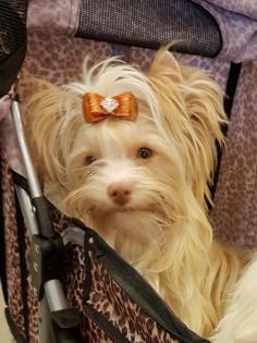 Yorkshire Terrier Deckruede erwachsen