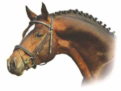 Horse-Oasis Das Sprungbrett zum Profireiter.
