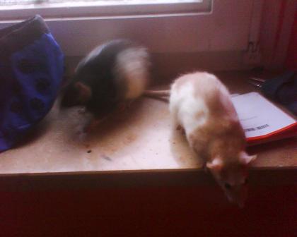 Ratten zu verschenken