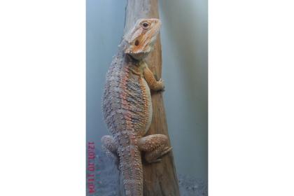 Bartagamen Weibchen Pogona Vitticeps