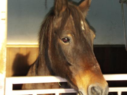 Reitbeteiligung