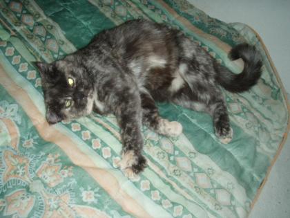 Hübsche Bkh-Mixkatze 2. Jahre