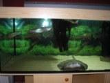 200cm Komplettaquarium