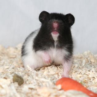Handzahme Hamster aus BIO-Zucht suchen ein neues Zuhause