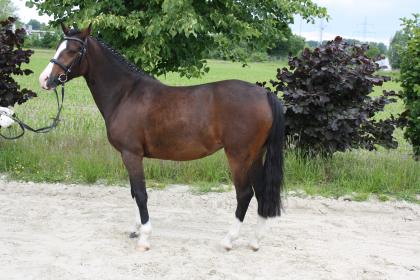 Brave Ponystute von 2022