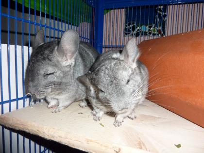 2 Chinchilla Böckchen abzugeben