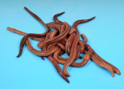 Futterwürmer für Reptilien Amphibien und Fische