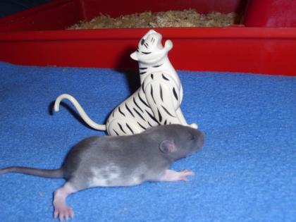 Haben super Schöne Ratte am 12. 02. 2022 zu Abgabe aus einer Seriösen Hobby Zucht