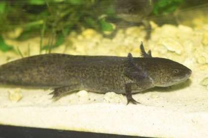 AXOLOTL