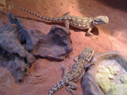 2 Zwergbartagamen mit Terrarium